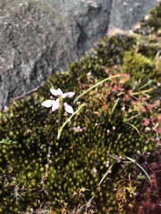 Prasophyllum cucullatum