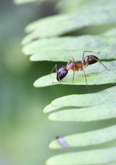 Camponotus pseudoirritans