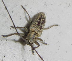 Prosopocera sofala
