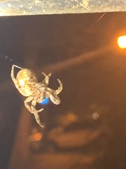 Araneidae