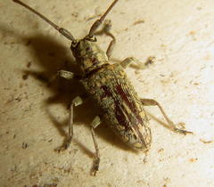 Prosopocera sofala