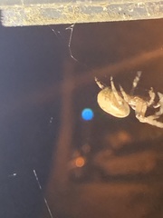 Araneidae