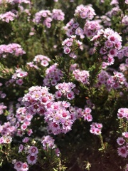 Verticordia plumosa