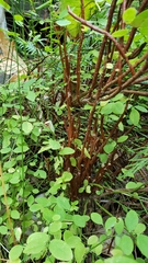 Vaccinium shastense ssp. nevadense