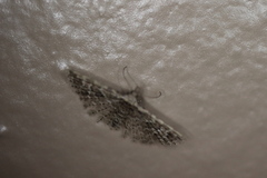 Alucita montana