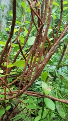 Vaccinium shastense nevadense