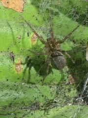 Agelenopsis