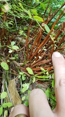 Vaccinium shastense nevadense