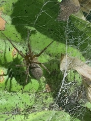 Agelenopsis