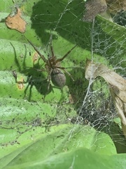 Agelenopsis
