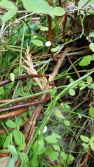Vaccinium shastense nevadense