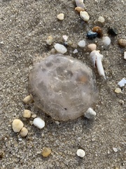 Chrysaora chesapeakei