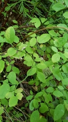 Vaccinium shastense nevadense