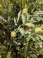 Lomatium californicum