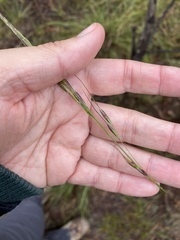 Piptochaetium pringlei