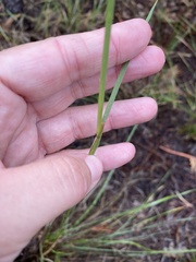 Piptochaetium pringlei