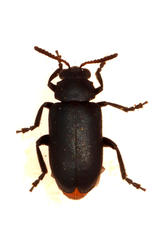 Gastrida abdominalis