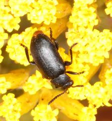 Gastrida abdominalis