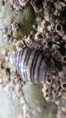 Nucella ostrina