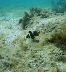 Epinephelus maculatus