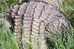 Crocodylus niloticus cowiei