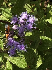 Zelus longipes