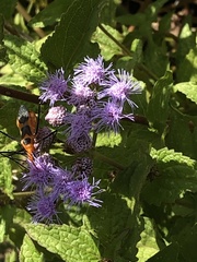 Zelus longipes