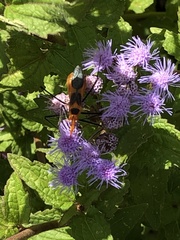 Zelus longipes