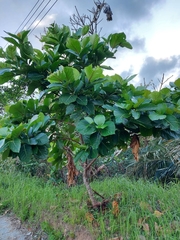 Neonauclea reticulata