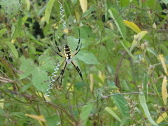 Argiope aurantia