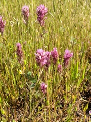 Castilleja densiflora densiflora