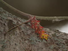 Acanthostachys strobilacea