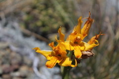 Chloraea