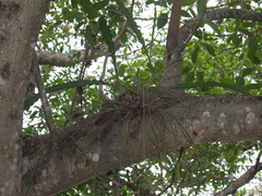 Acanthostachys strobilacea