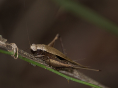 Eneoptera surinamensis