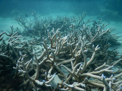 Acropora muricata