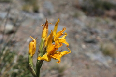 Chloraea