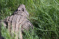 Crocodylus niloticus cowiei