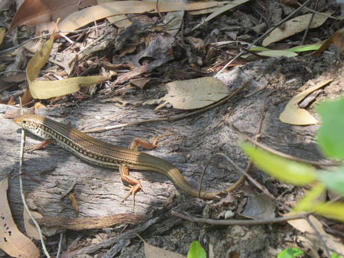 Ctenotus robustus