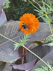 Bombus pensylvanicus image