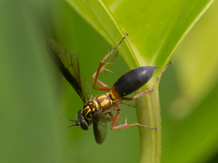 Poecilopompilus decedens