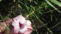 Sesamum triphyllum triphyllum