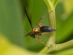 Poecilopompilus decedens