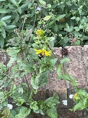 Bombus pensylvanicus image