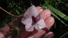 Sesamum triphyllum triphyllum