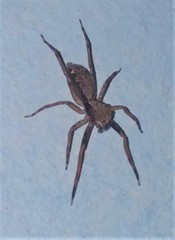Spartaeus