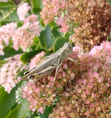 Melanoplus differentialis