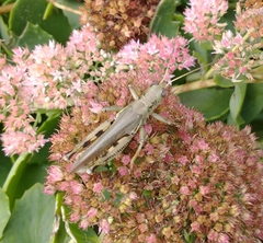 Melanoplus differentialis
