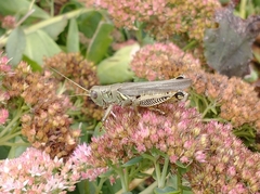 Melanoplus differentialis