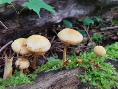 Cyptotrama chrysopepla